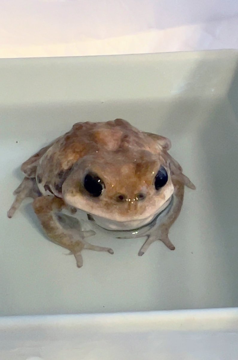 リシア tweet media