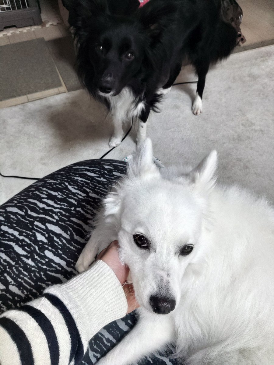 こいぴーspecSボーダーのルウ tweet media