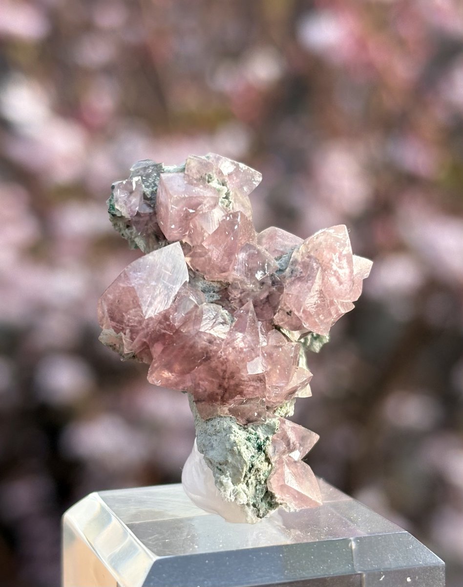 HAL_minerals's tweet photo. 桜と鉱物

コバルトスミソナイト https://t.co/8NR6FrFdlu