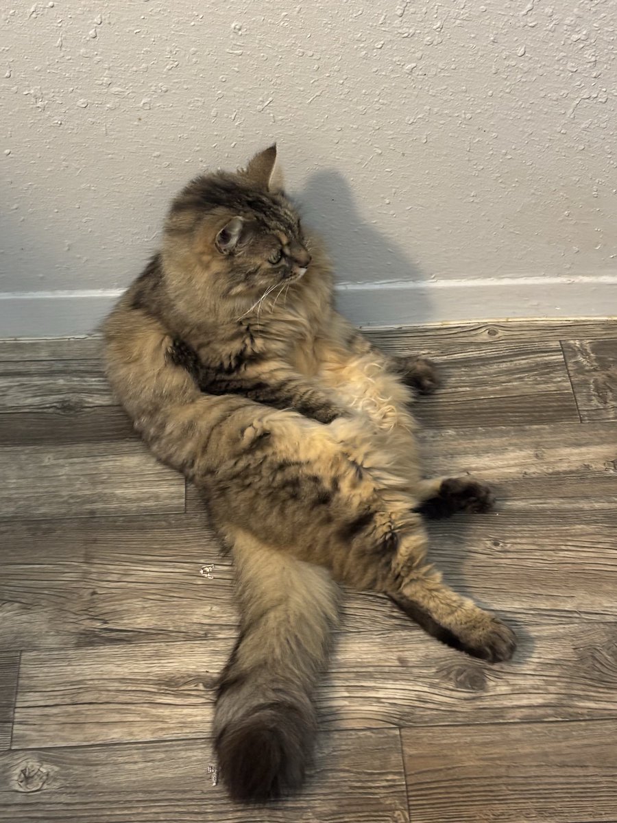 I like em big, I like em chonky