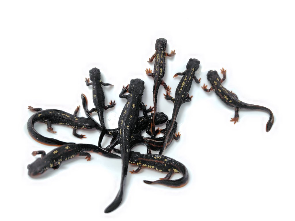 AQUA FORTUNE tweet media