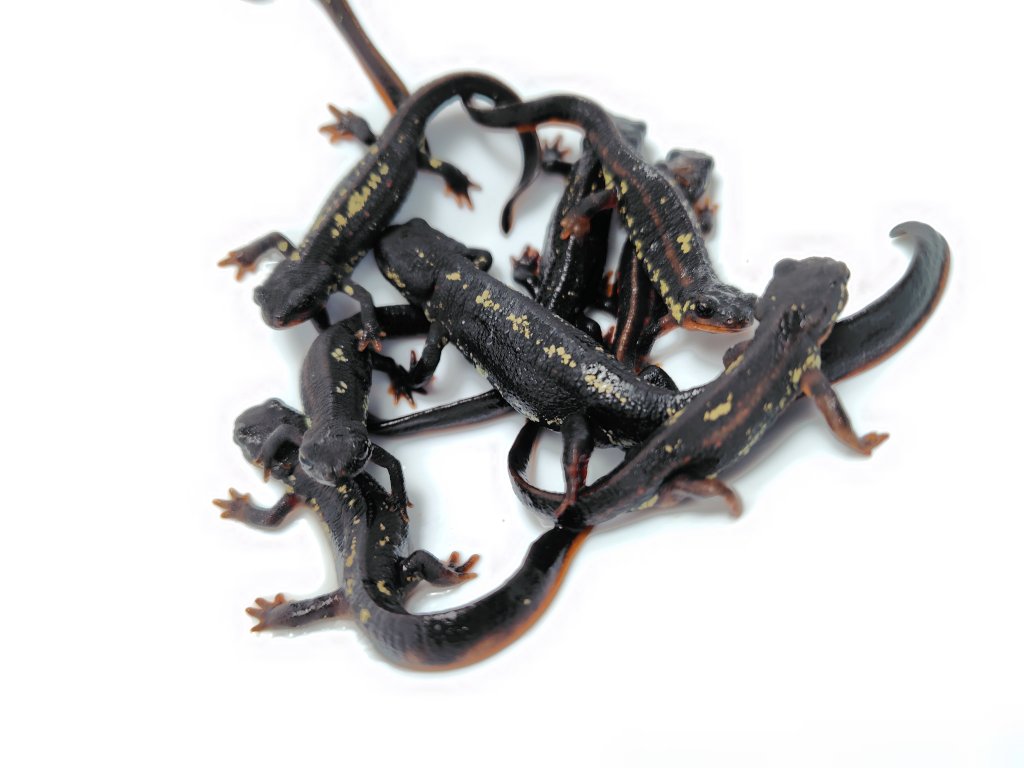 AQUA FORTUNE tweet media