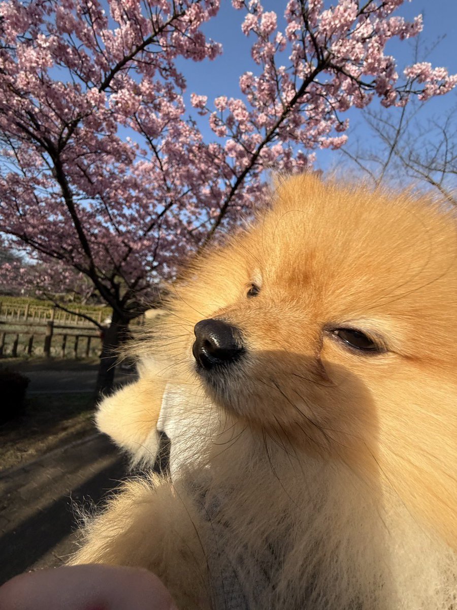 コーカサスオオカブト(本物) tweet media