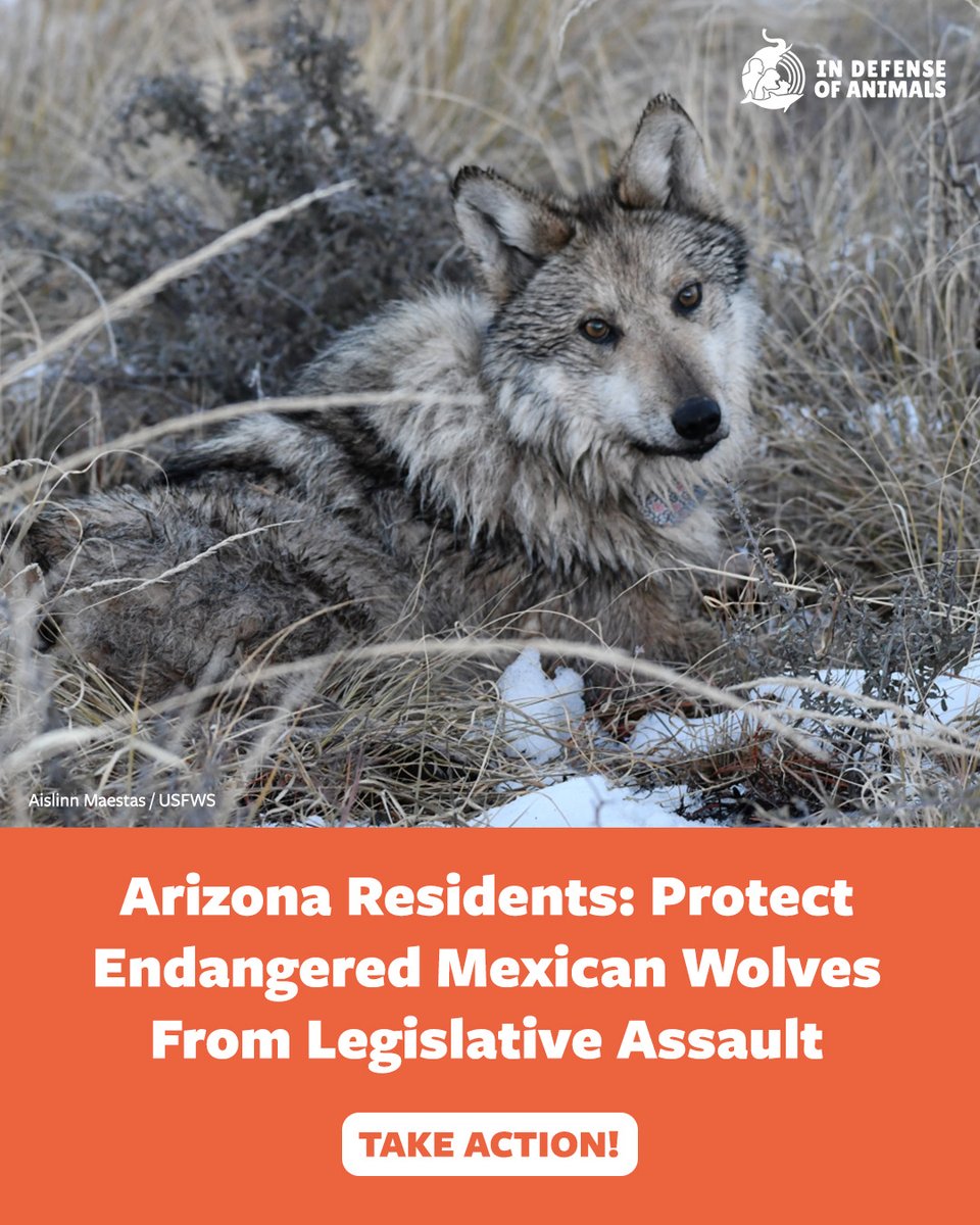 IDAUSA's tweet image. #Arizona Residents: Oppose bills that put the survival of #MexicanWolves at risk! 
Take action: bit.ly/4sFg8rX
Pls RT &amp;amp; support bit.ly/3PMepSY