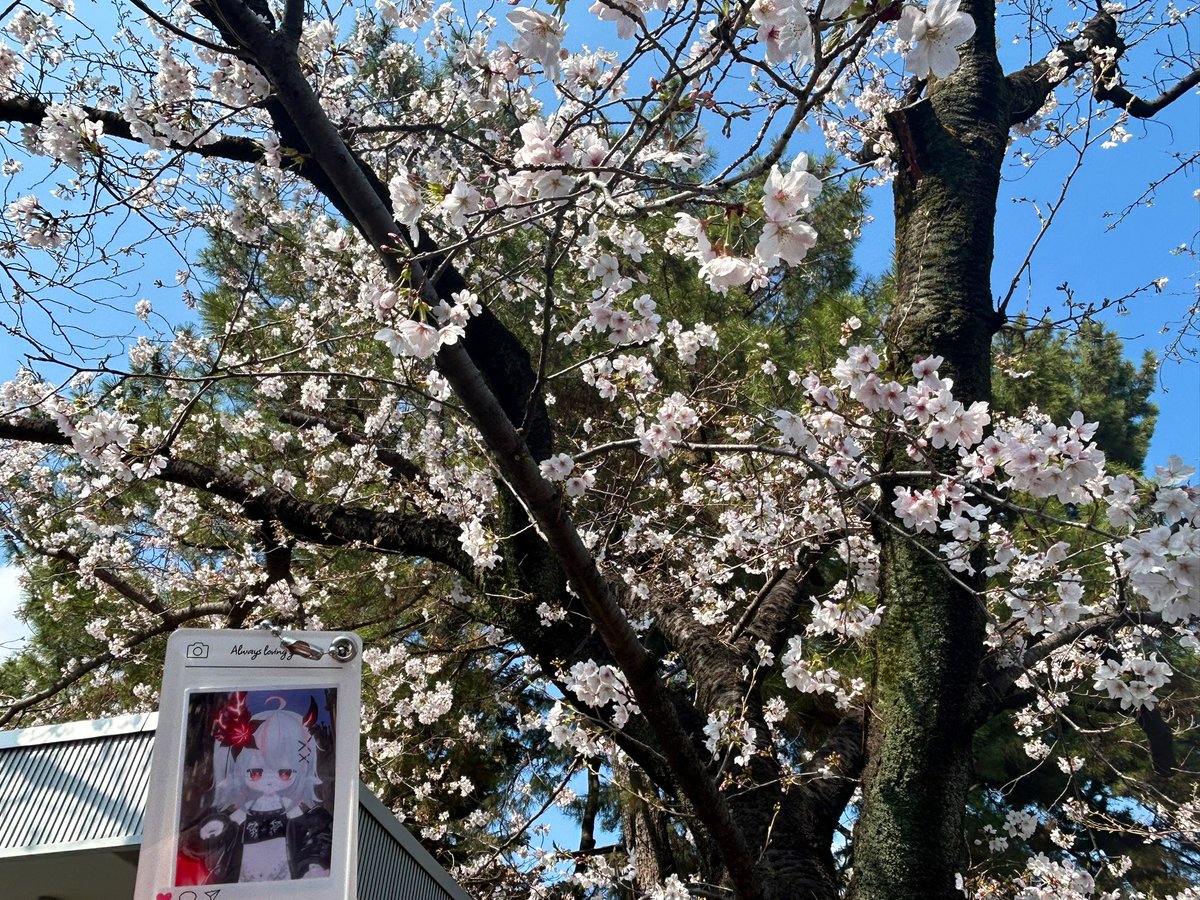 🍭凪林うい🛼 tweet media