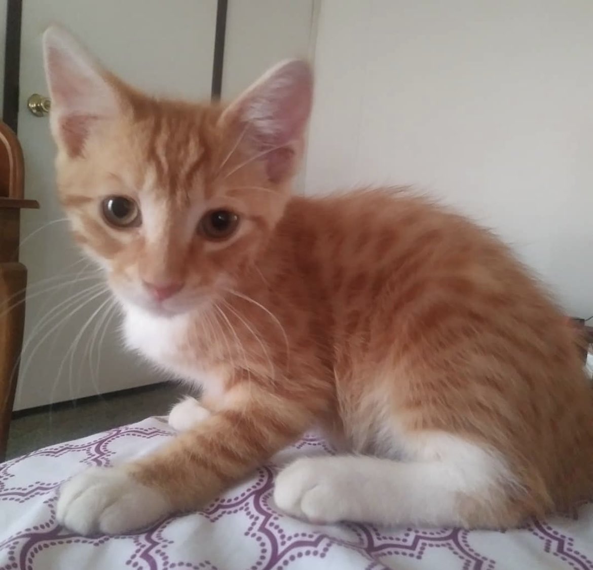 flimsy steve 🏒🧩🦍 tweet media