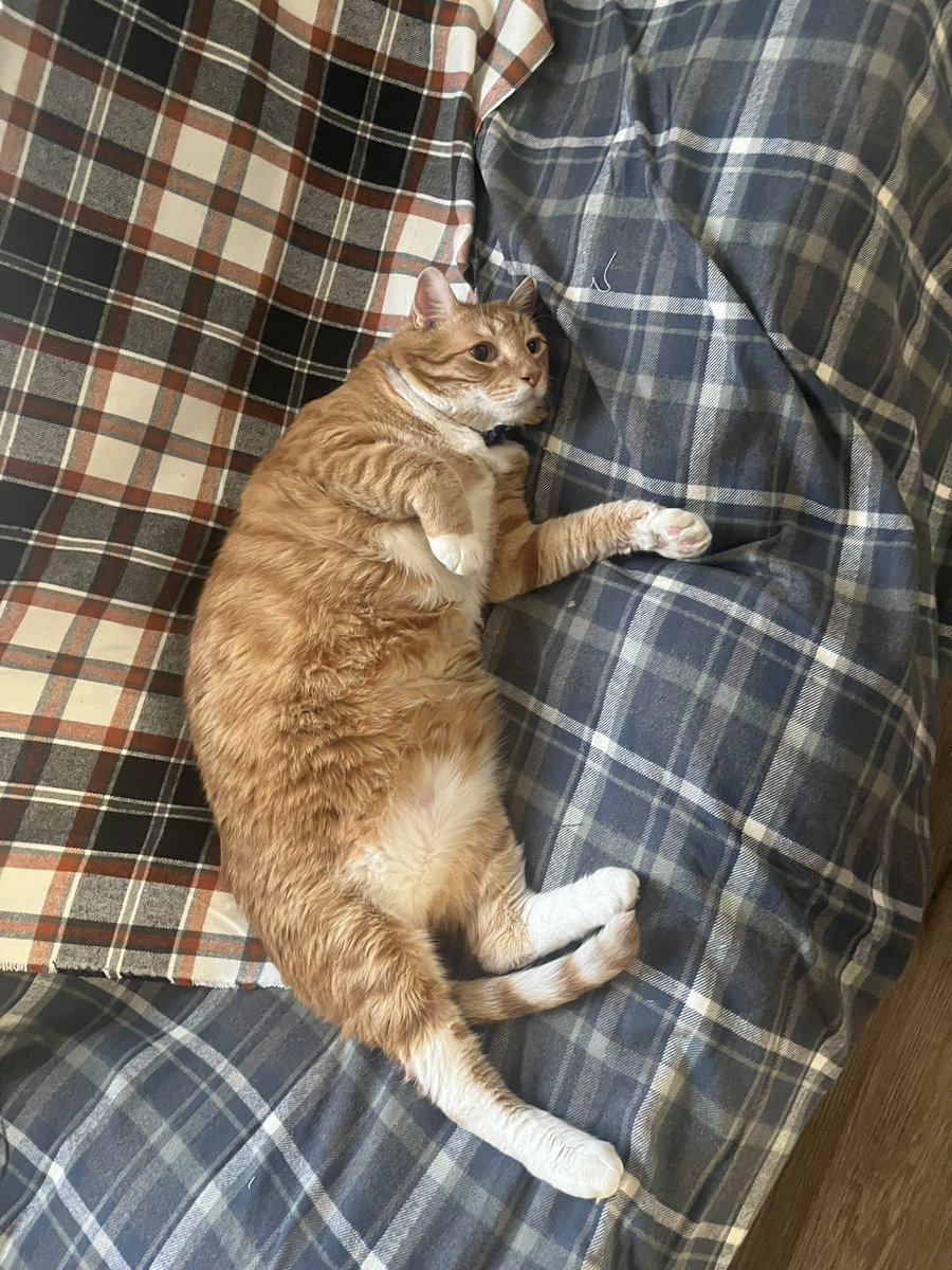 flimsy steve 🏒🧩🦍 tweet media