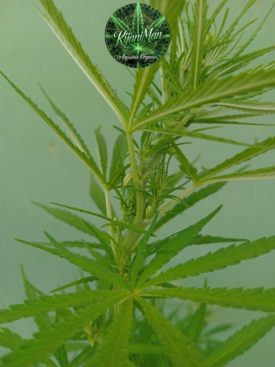 𝙶𝚛𝚎𝚎𝚗 𝙼𝚊𝚗 tweet media