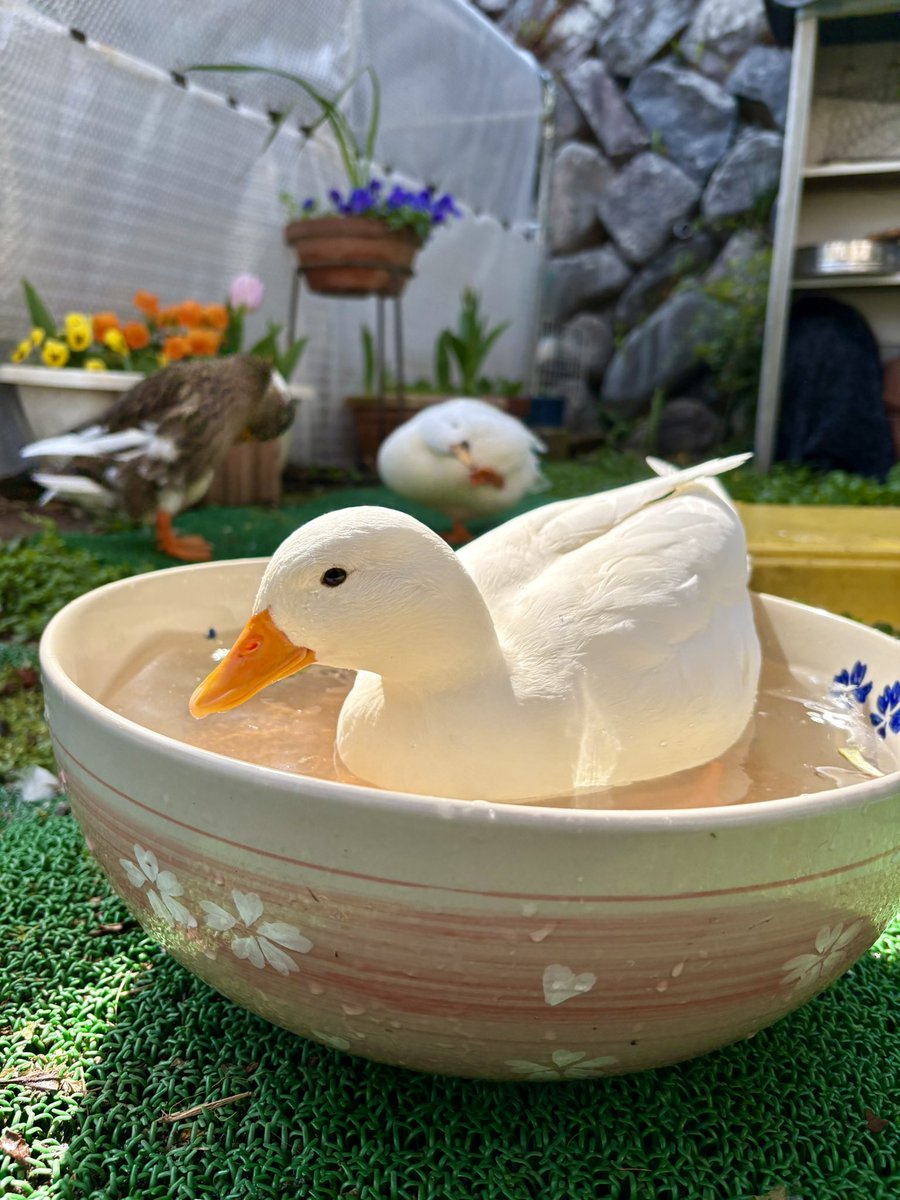 あひらあにごう@🪽✨⛸️💞🎸 tweet media