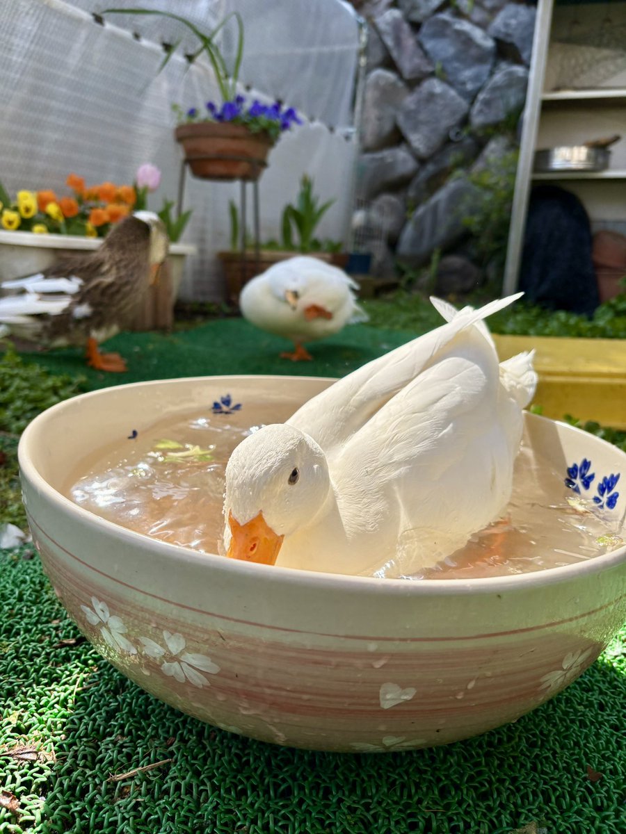 あひらあにごう@🪽✨⛸️💞🎸 tweet media