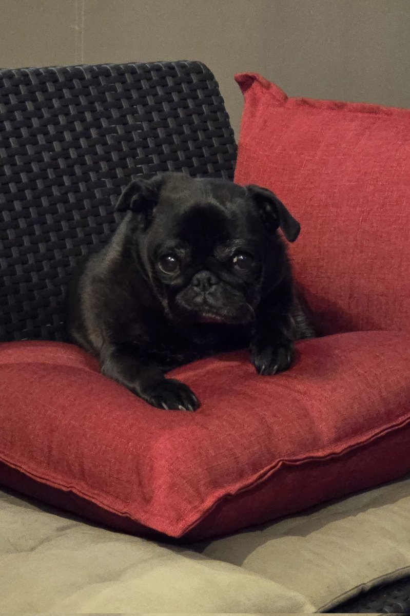 ThePugFather tweet media