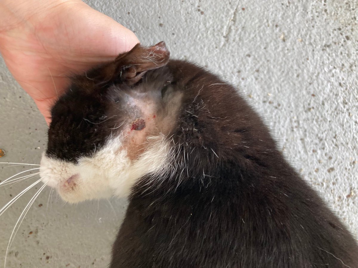 五味＠春新刊通販中 tweet media