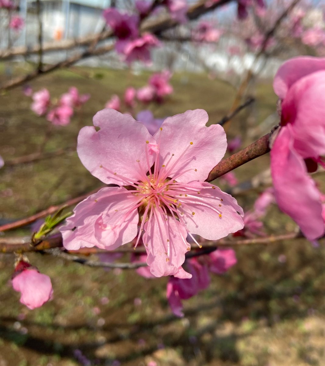 katofarm's tweet photo. こんにちは😃

西東京市の
　☆加藤ファームです🍀

🍑〈ネクタリン〉🍑☆*:.｡. o

＼＼＼🌸メイグランド🌸／／／ https://t.co/40m987BkF2