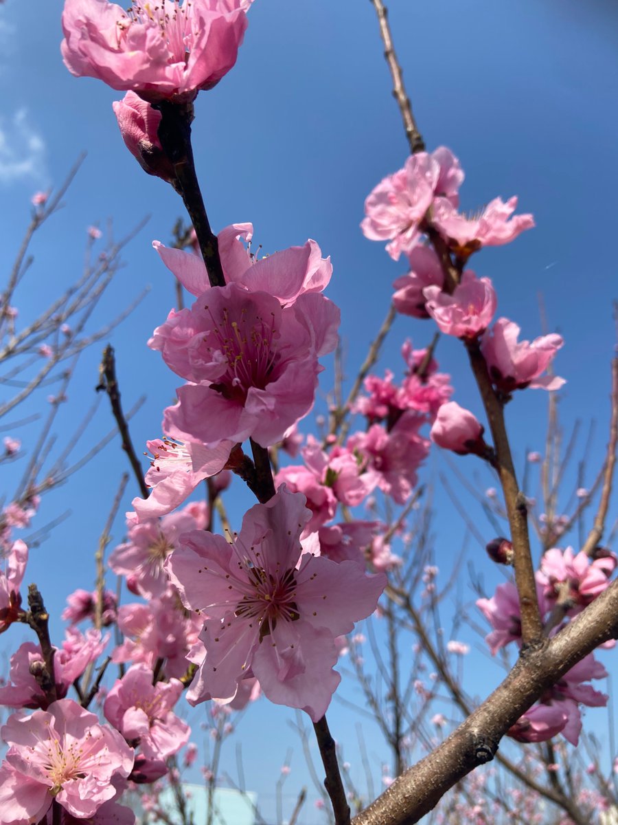 katofarm's tweet photo. こんにちは😃

西東京市の
　☆加藤ファームです🍀

🍑〈ネクタリン〉🍑☆*:.｡. o

＼＼＼🌸メイグランド🌸／／／ https://t.co/40m987BkF2