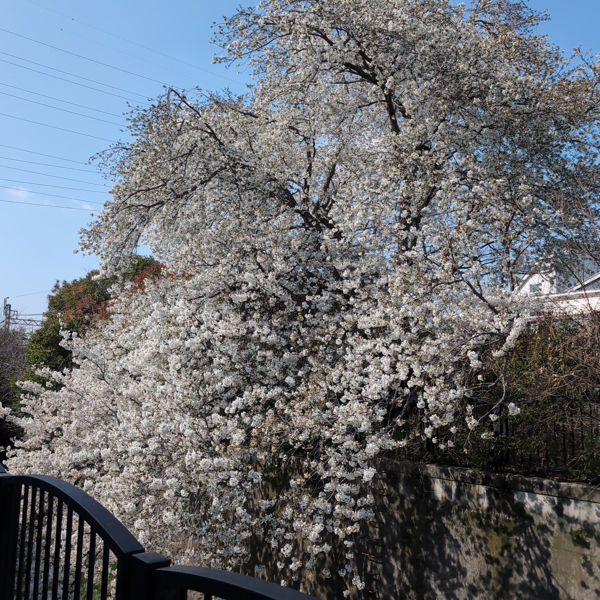 藤澤勇樹 tweet media