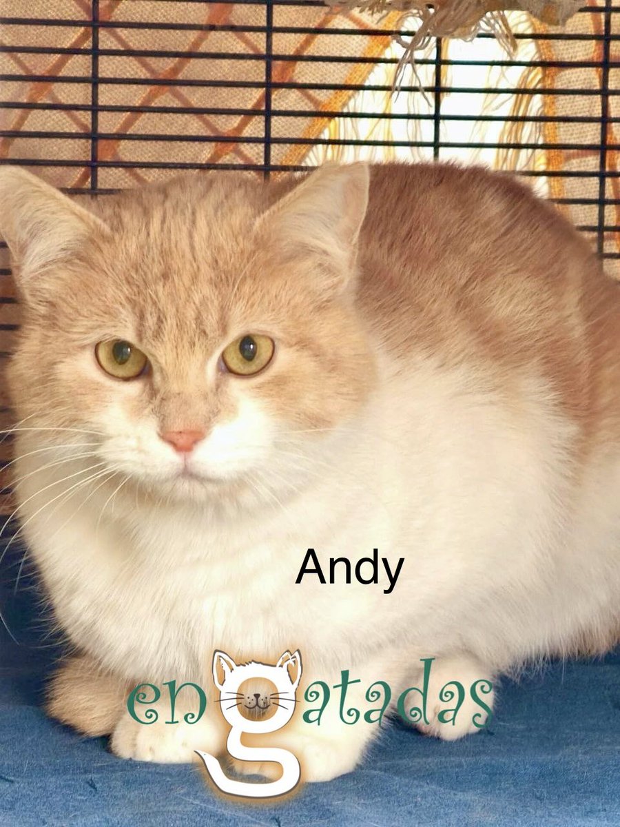 enGatadas tweet media