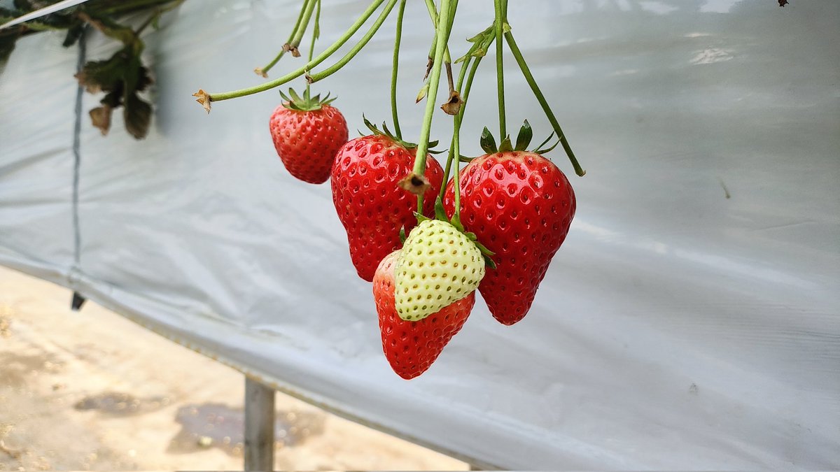 ルシファー tweet media