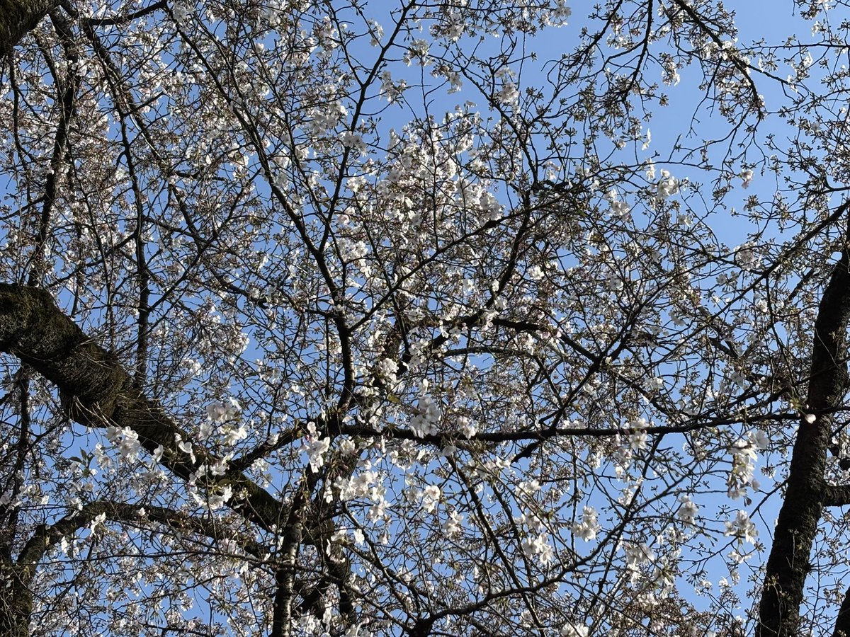 おぐにあやこ tweet media