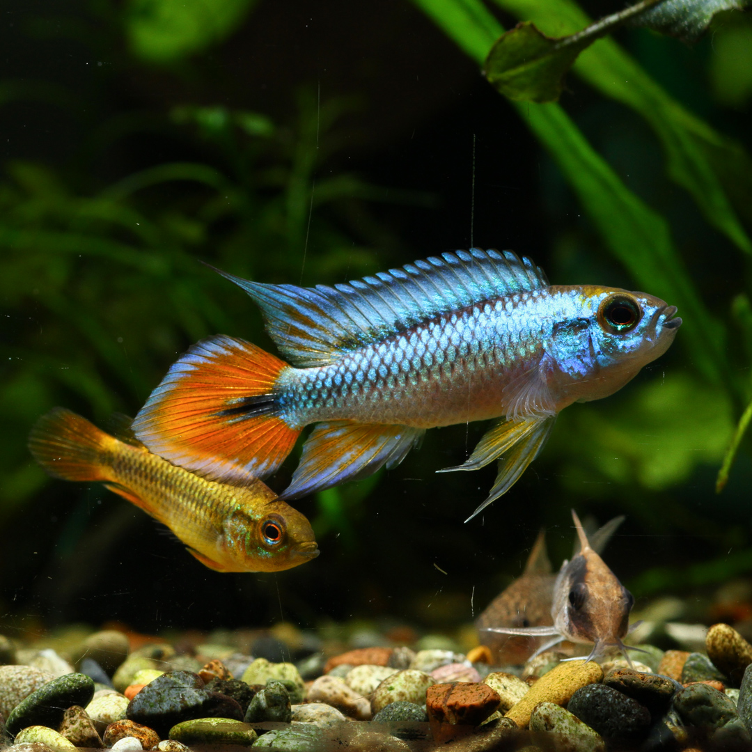 ウイステリア/水槽屋.com tweet media