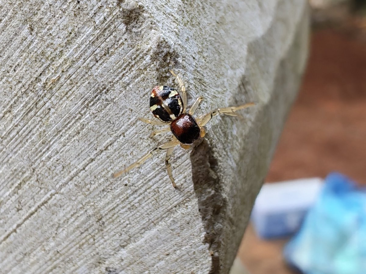 泽漆半夏 tweet media