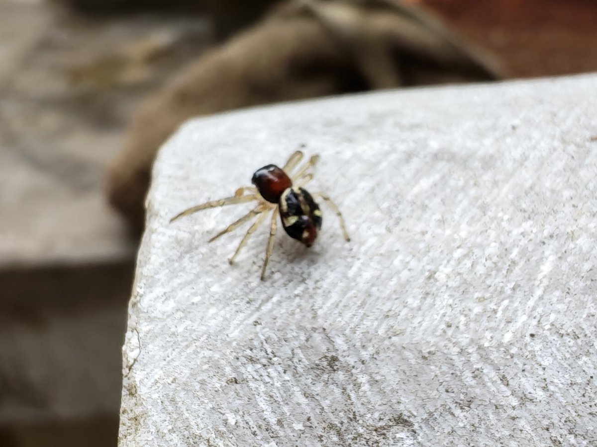 泽漆半夏 tweet media