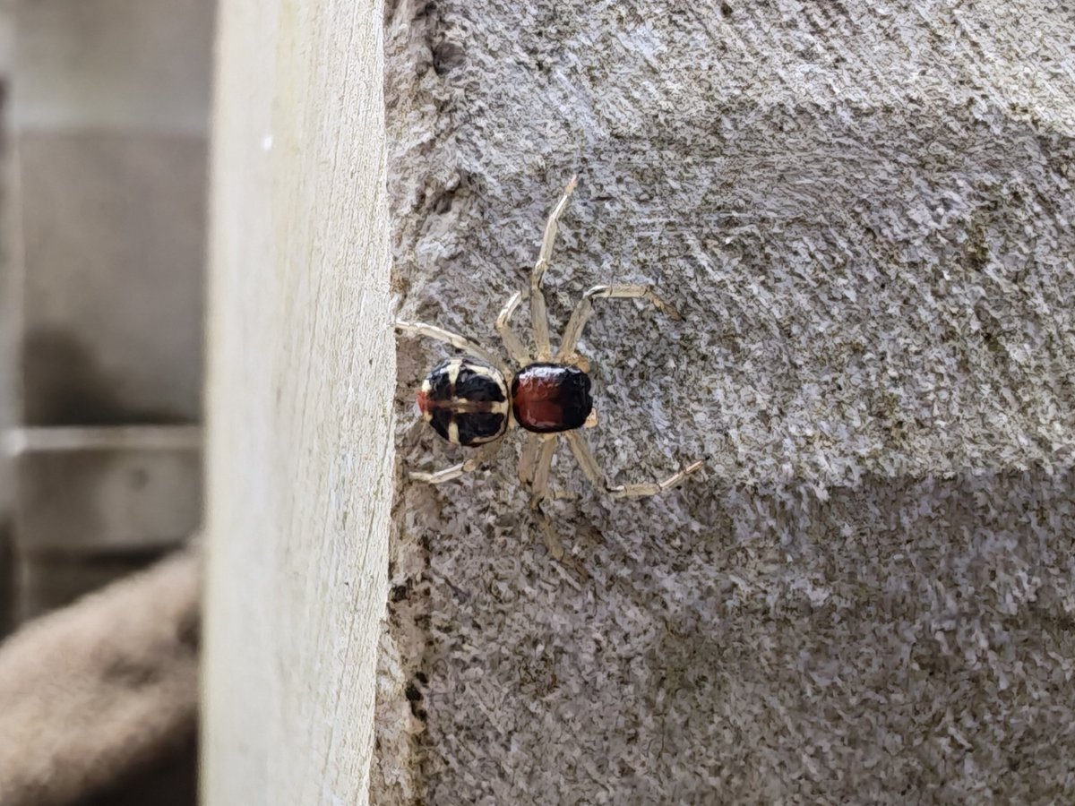 泽漆半夏 tweet media