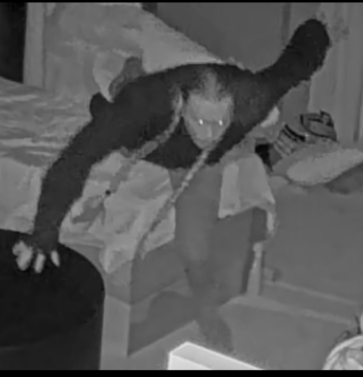 Calamari tweet media