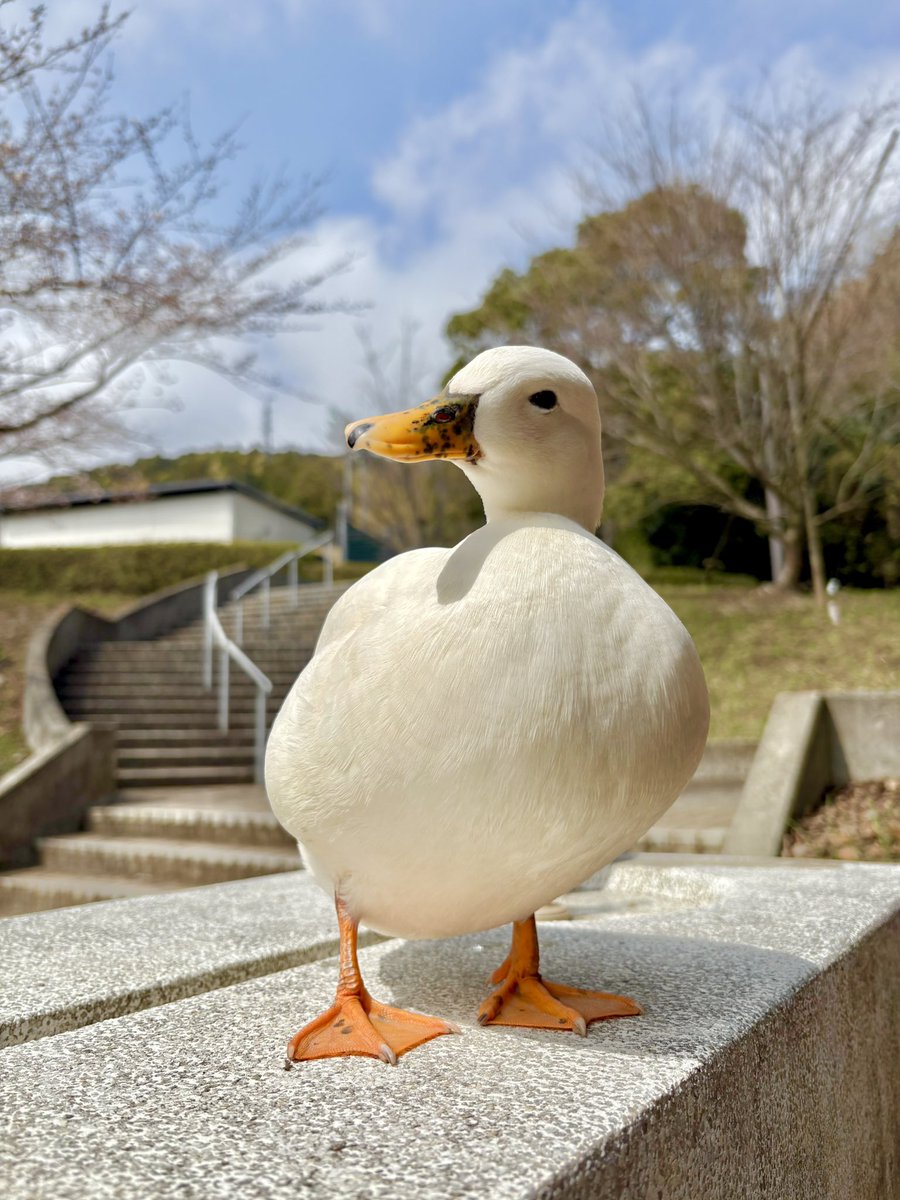 あひらあにごう@🪽✨⛸️💞🎸 tweet media