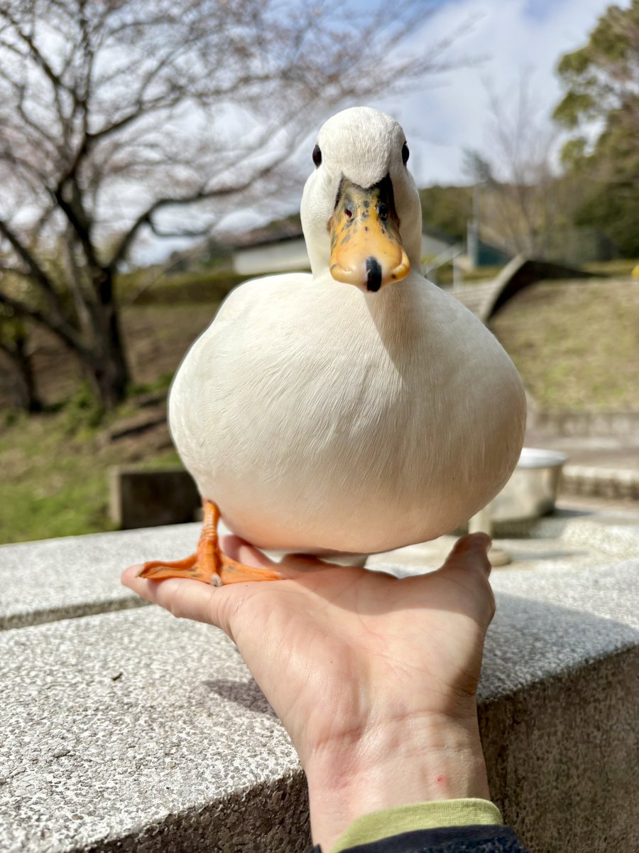 あひらあにごう@🪽✨⛸️💞🎸 tweet media