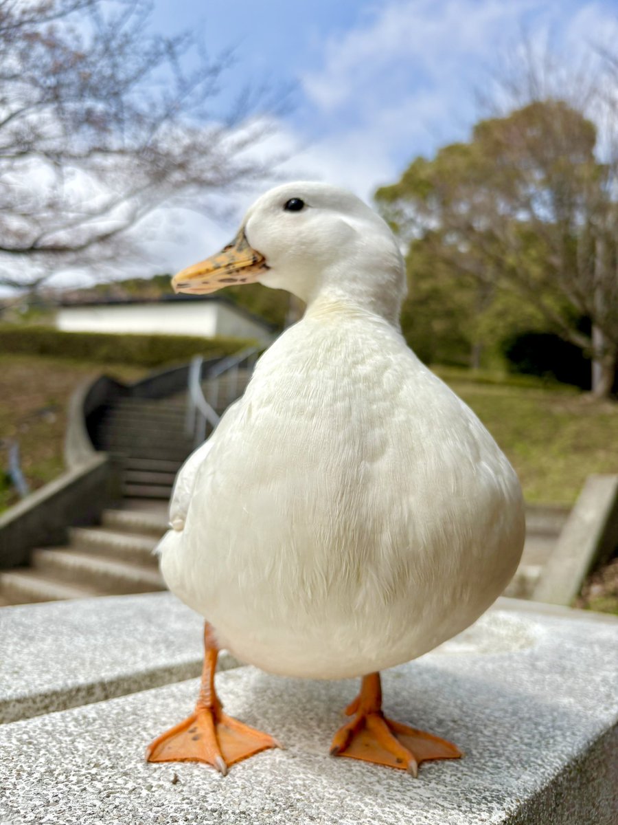 あひらあにごう@🪽✨⛸️💞🎸 tweet media