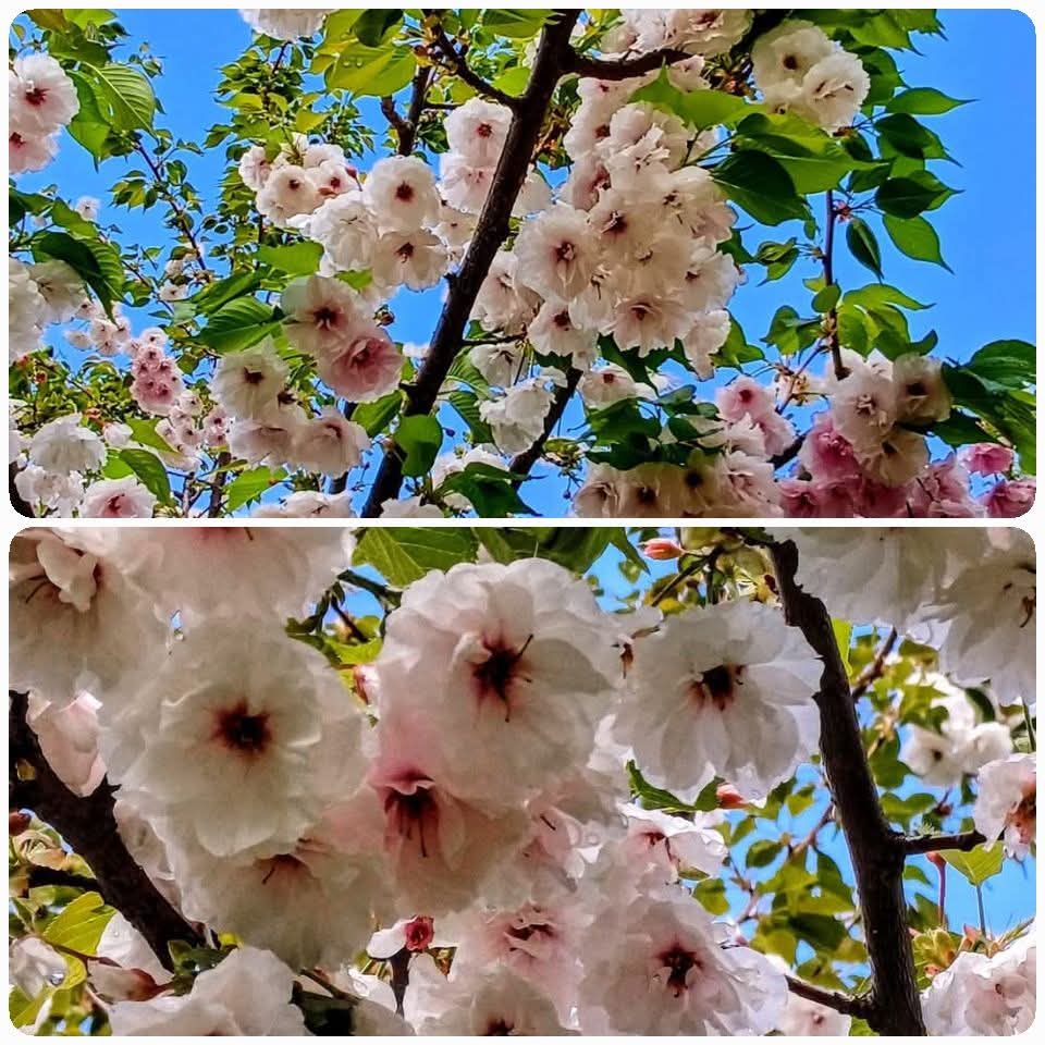 valentina tweet media