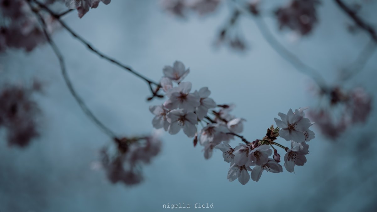 茨 | nigella field tweet media