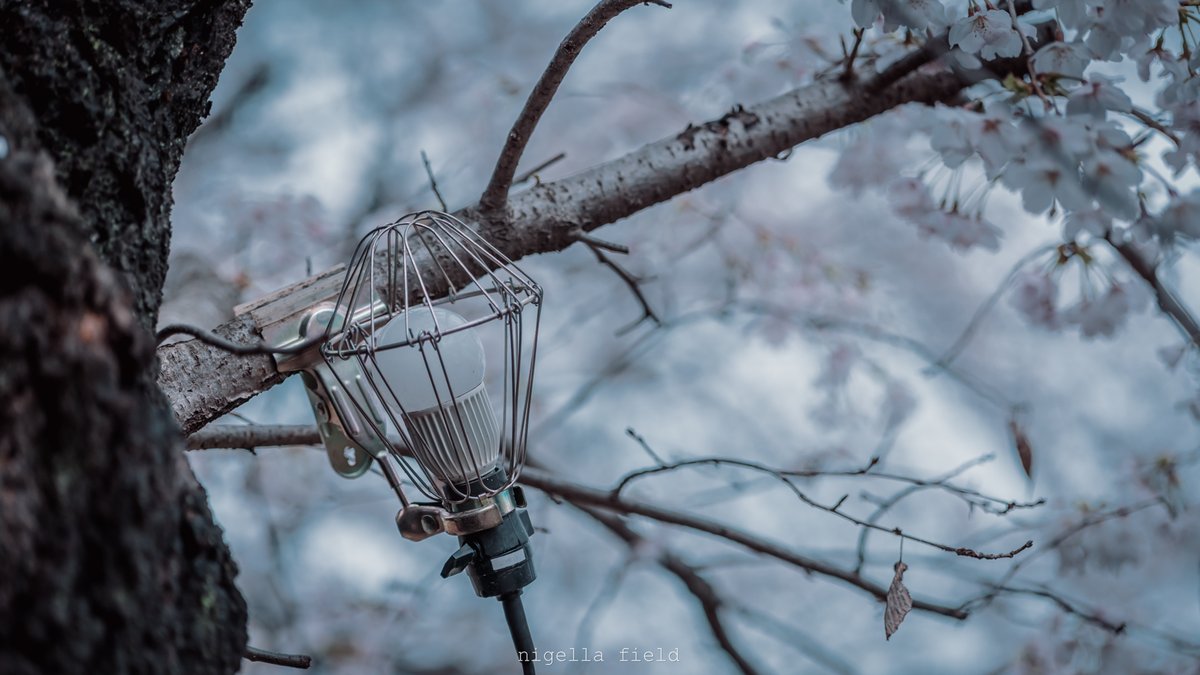 茨 | nigella field tweet media