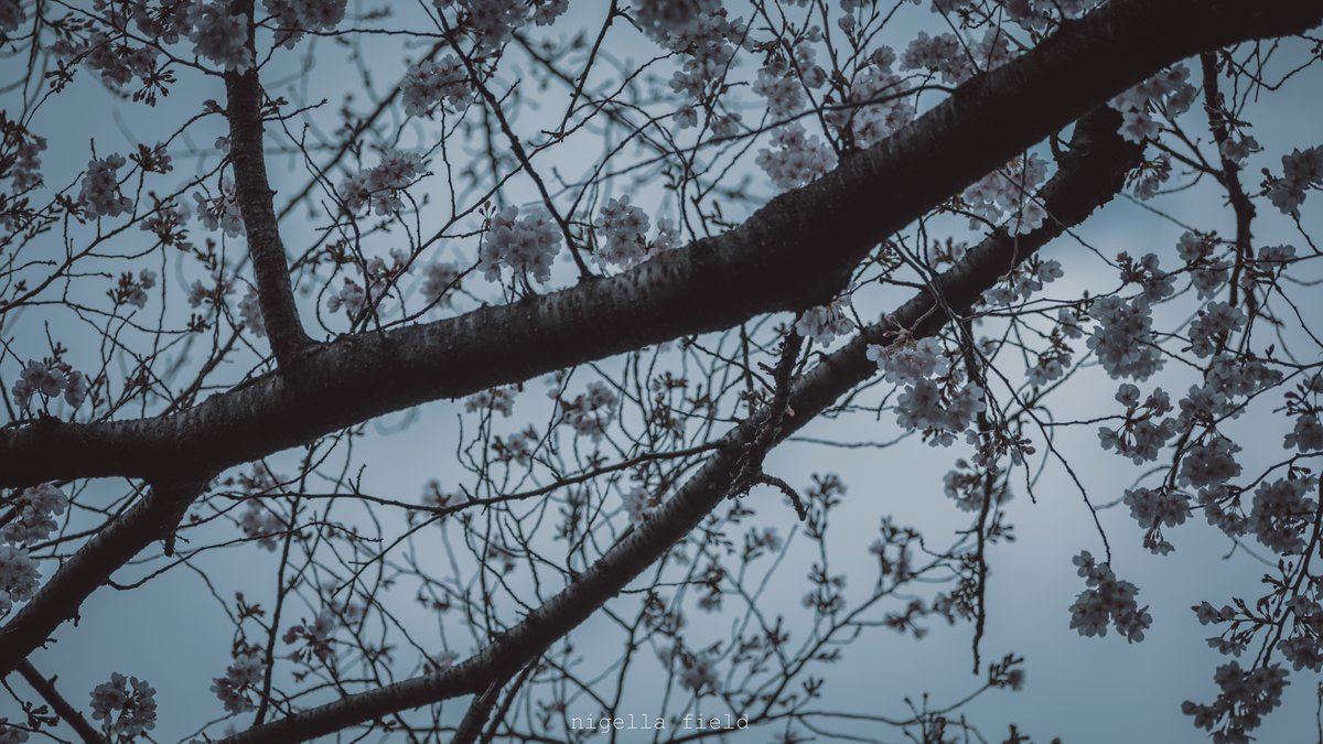 茨 | nigella field tweet media