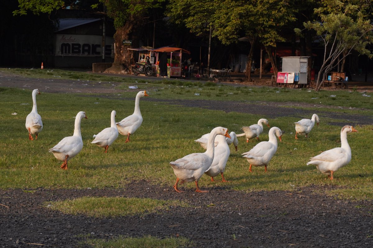 pinguuu mw doren tweet media