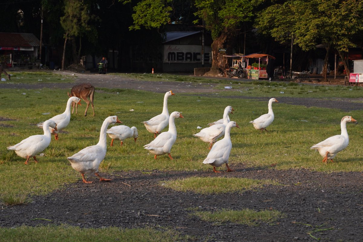 pinguuu mw doren tweet media