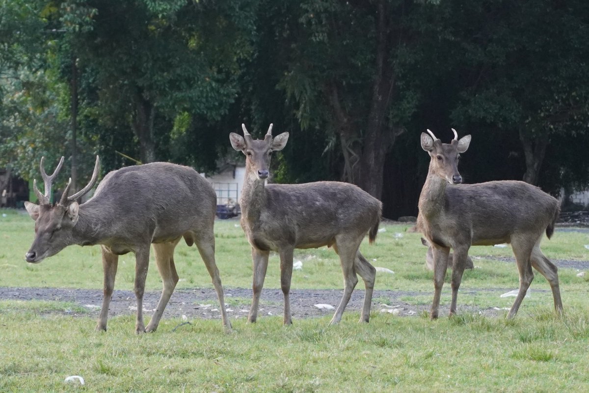 pinguuu mw doren tweet media