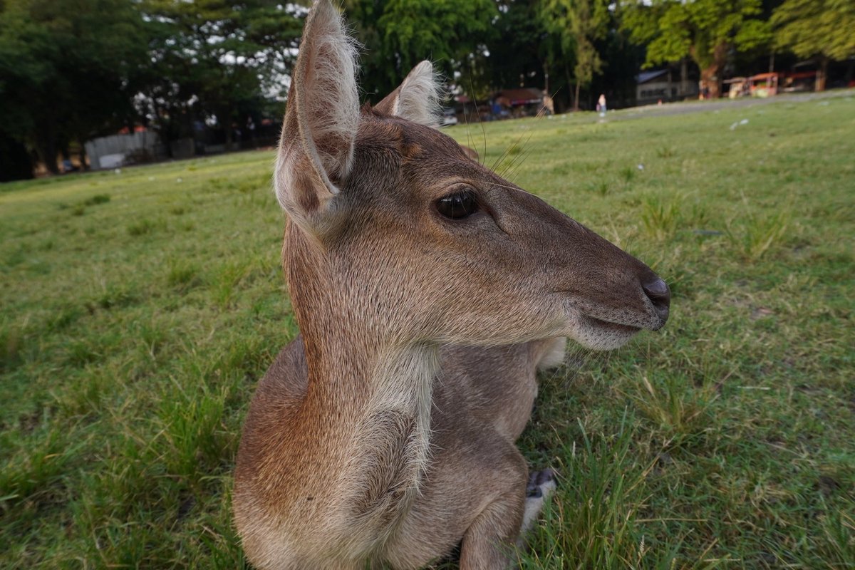 pinguuu mw doren tweet media