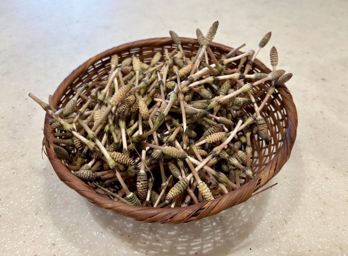 フクロウさん tweet media