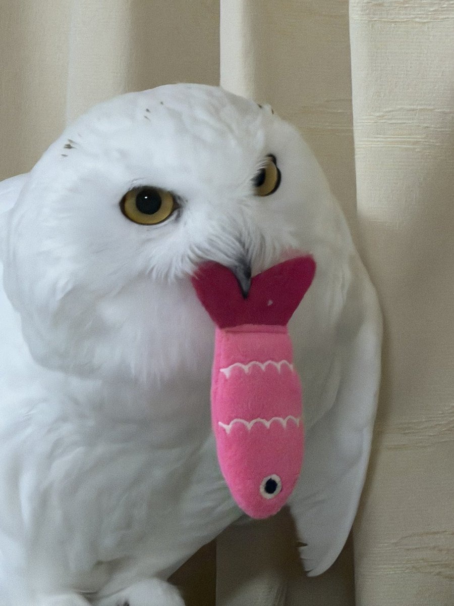 KuuOwl's tweet photo. @genki__dasaseru https://t.co/swHqiqiEjE