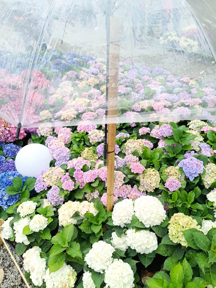 AquaCute☁🍊💎💫 (@aquacutew) on Twitter photo 
