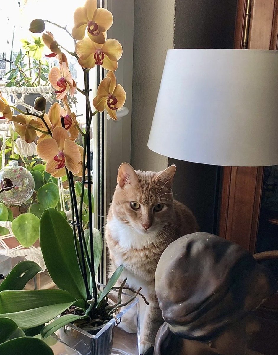 Alain Hanel tweet media