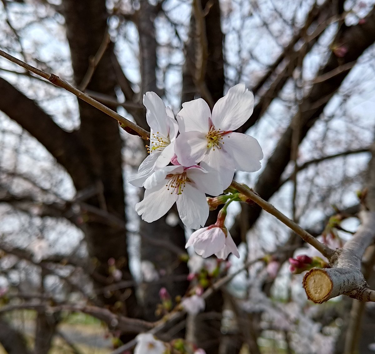 だいさ tweet media