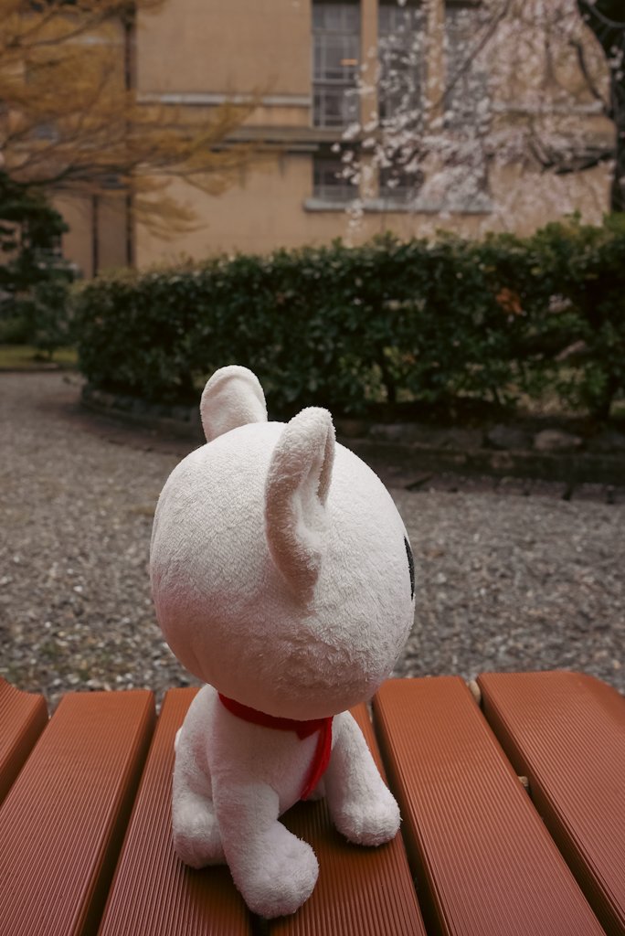 Leash's tweet photo. 今年はいつものように物思うことなく、いつもとは違うことに想いを馳せる春なのです https://t.co/IyFWTvqhLi