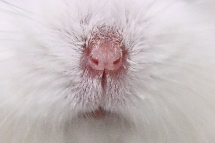 ほわほわのほわ tweet media