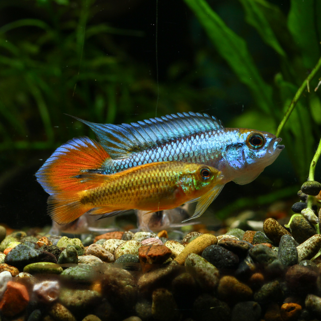 ウイステリア/水槽屋.com tweet media