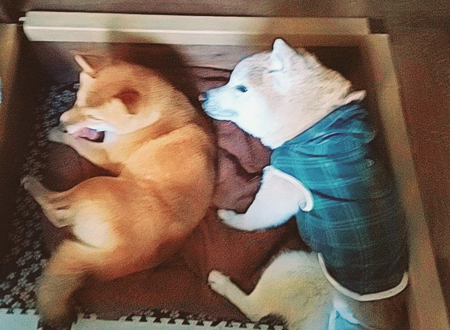 劇団一の会広報＆ワンズカフェ店長🐕いち tweet media