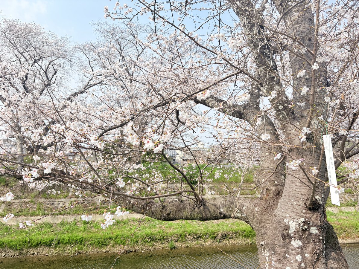 家族でお花見🌸
