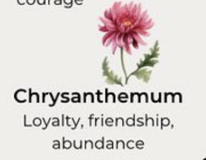Chrysanthemum tweet media