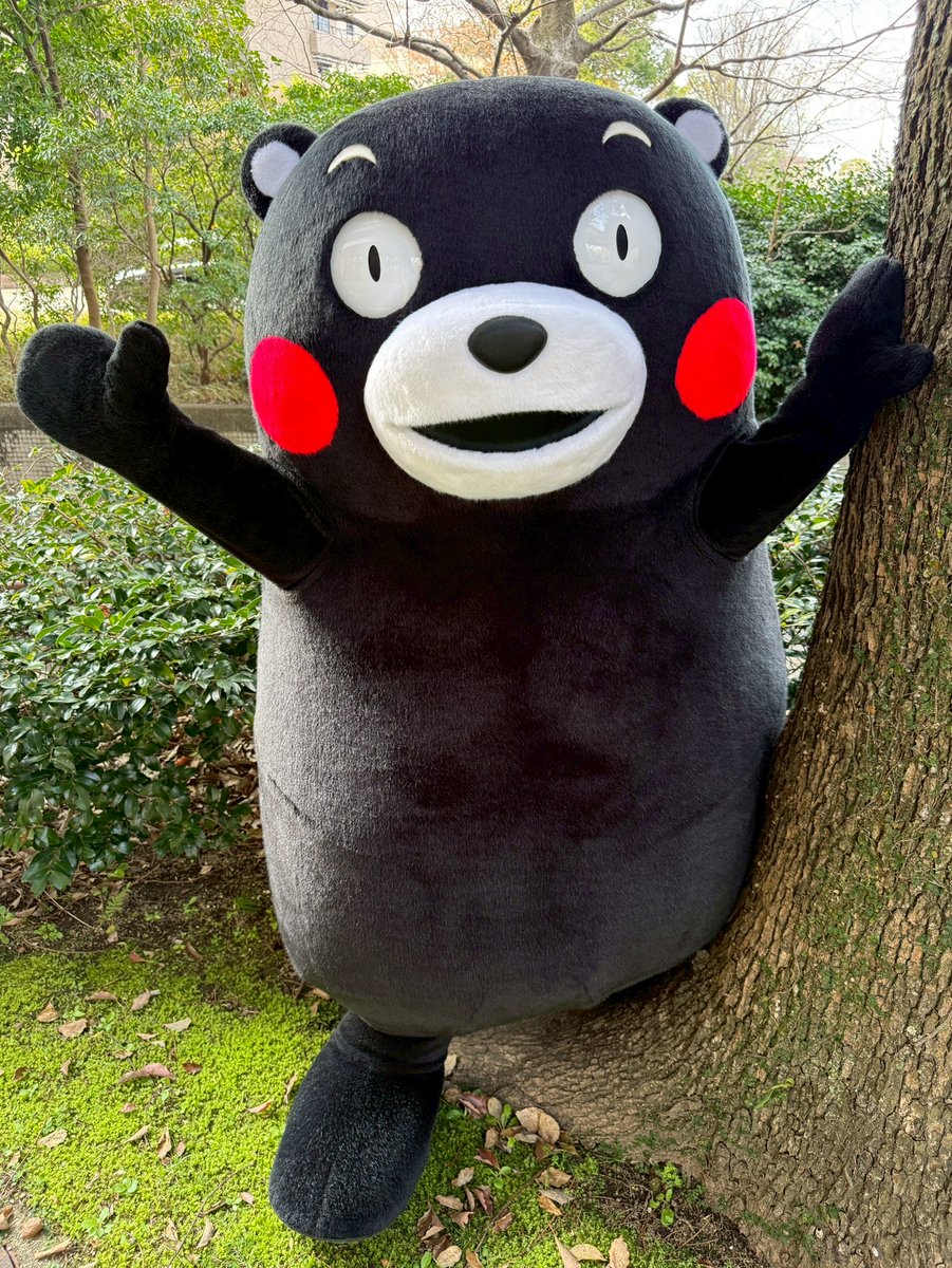 くまモン【公式】 tweet media